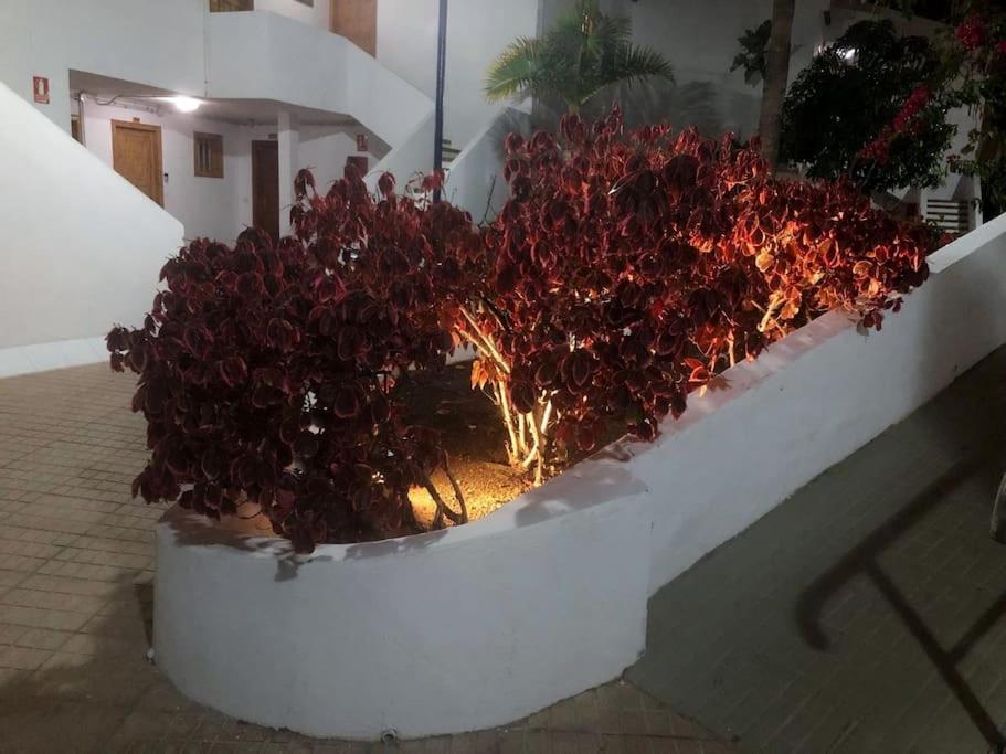Lucia Garden Con Piscina Climatizada * Playa Fanabe